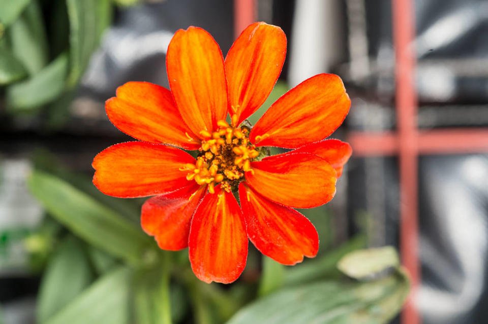 NASA first-ever space-grown plant