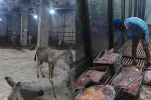 Donkey meat racket in Islamabad